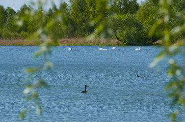 beautiful duck on the lake