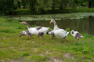 young domestic geese with their parents emerge from the water onto the grassy shore