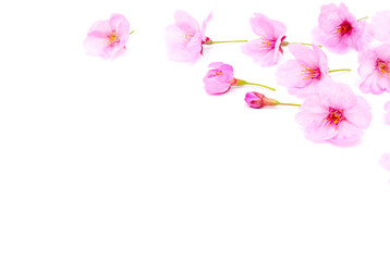 Cherry blossom isolated on white background. Sign of spring