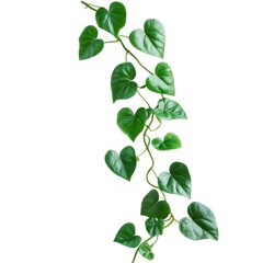 Fototapeta premium Heart-shaped leaves climbing vine, isolated on white. Possible use Nature wallpaper or background for design project