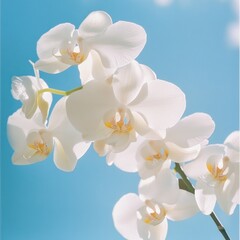 Fototapeta premium White Orchids Against a Bright Sky. Possible Use Desktop wallpaper
