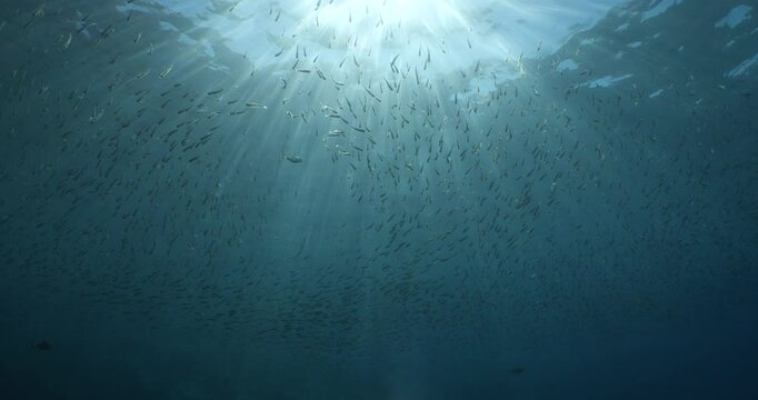 silverside atherina scenery underwater school of fish with sun beams and rays
