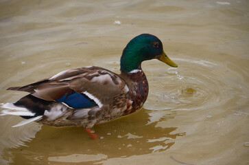 beautiful duck on the lake