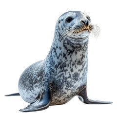 Earless seals isolated on transparent background