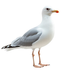 Obraz premium Natural white seagull isolated on transparent background