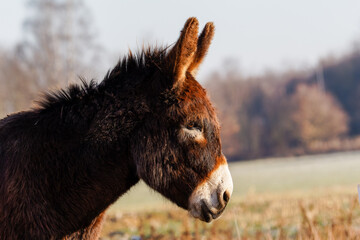 A brown donkey or ass in the warm sunrise. Focused on close-up.