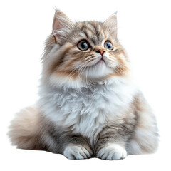 Obraz premium Persian Cat isolated on transparent background