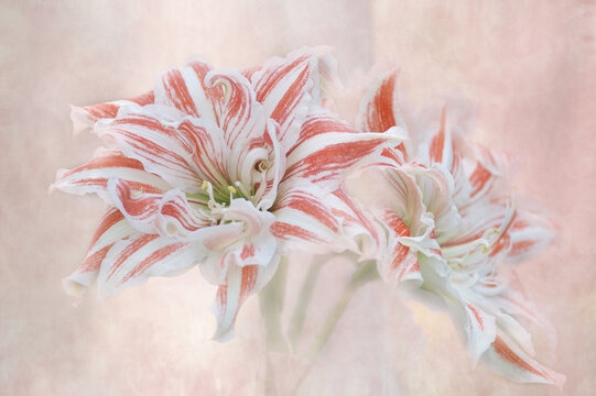A pair of amaryllis flowers against a pastel pink background