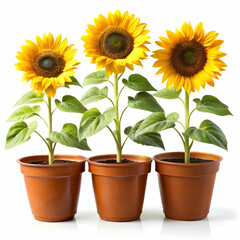 Obraz premium three pots of sunflower plants on white background