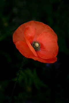 A single red poppy against a dark backgroun