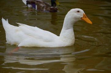 beautiful duck on the lake