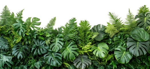 PNG Monstera leaves and delicate ferns green leaf background.