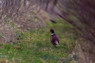 A pheasant bird (family Phasianidae in the order Galliformes)