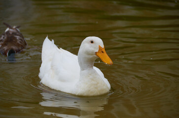 beautiful duck on the lake