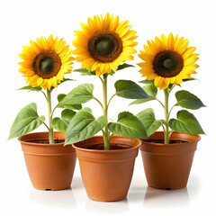 Obraz premium three pots of sunflower plants on white background