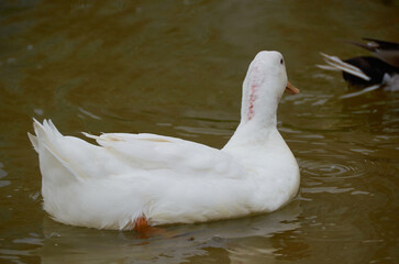 beautiful duck on the lake