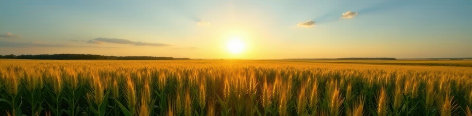 Obraz premium Vast cornfield at daybreak, sun rising over clear blue sky , sunrise, field