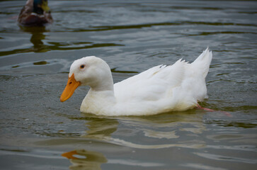 beautiful duck on the lake