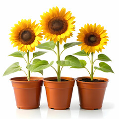 three pots of sunflower plants on white background