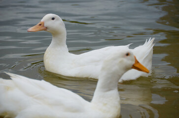 beautiful duck on the lake