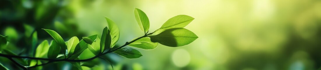 Obraz premium Fresh green leaves in sunlight, lush forest background