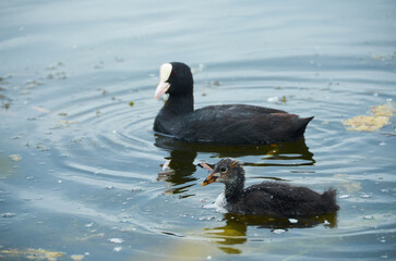beautiful duck on the lake