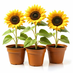Obraz premium three pots of sunflower plants on white background