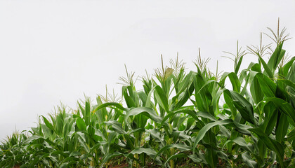 Obraz premium corn plants with fresh green leaves and partially exposed corn cobs, natural textures and colors of the plants, agriculture, farming, organic food, and sustainability