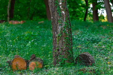 tree bark stump and curly creep plant summer forest small meadow local nature scene environment space of June