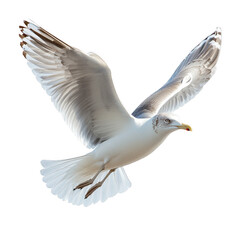seagull in flight isolated on transparent background