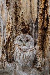 Barred Owl