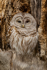 Barred Owl