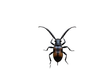 Fototapeta premium black beetle isolated on white background
