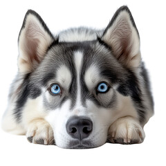 Obraz premium Siberian Husky Dog isolated on transparent background