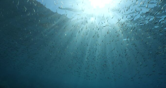 silverside atherina scenery underwater school of fish with sun beams and rays