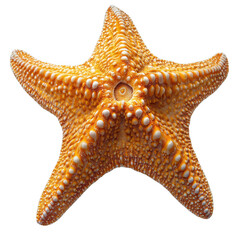 Starfish isolated on transparent background