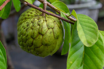 Fototapeta premium Sugar Apple Hanging on Tree, Annona Squamosa