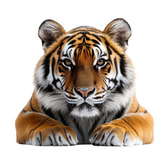 Fototapeta premium Tiger isolated on transparent background