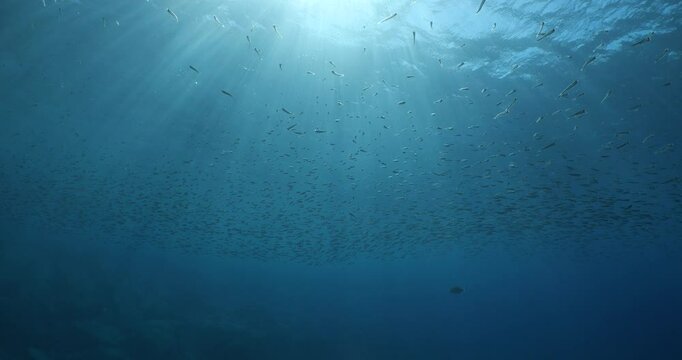 silverside atherina scenery underwater school of fish with sun beams and rays