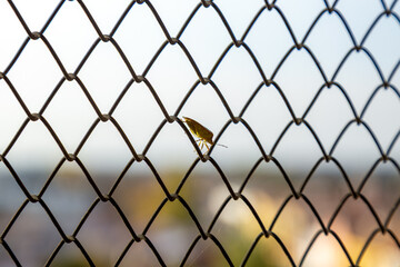 Fototapeta premium A stink bug walking on a fence in the Veneto region of Italy