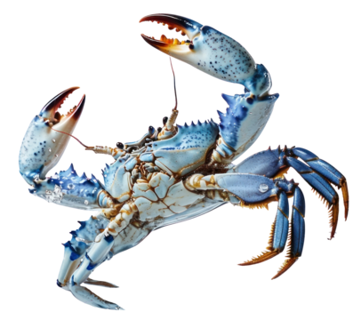 PNG Blue crab splash water blue.