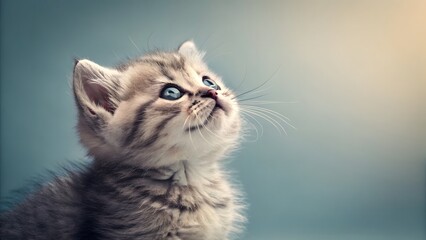 british kitten on blue background