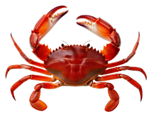 Crab isolated on transparent background.