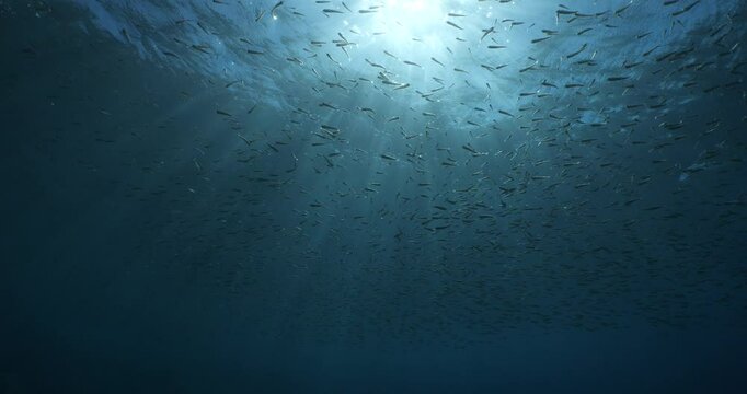silverside atherina scenery underwater school of fish with sun beams and rays