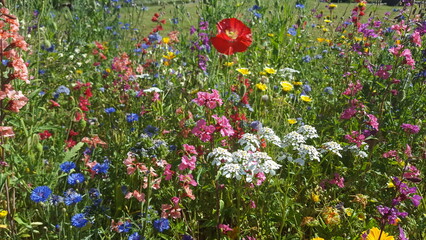 Bunte Blumenwiese im Sommer