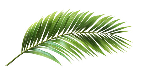 Obraz premium Palm leaf isolated on a transparent background PNG 