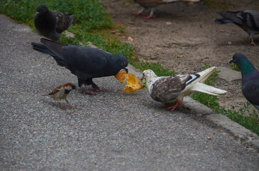 beautiful pigeon in the city