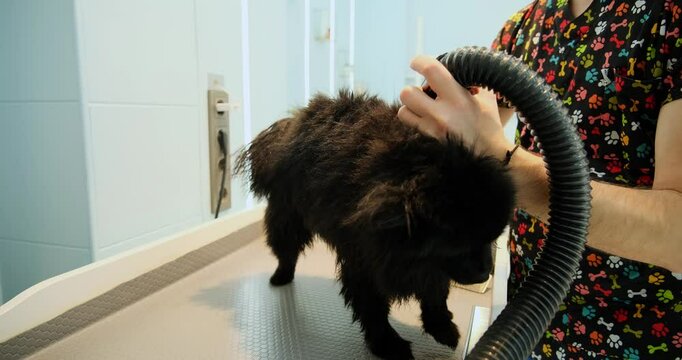At a pet grooming salon, a middle-aged male groomer is drying the fur of an adorable Pomeranian dog with a blow dryer