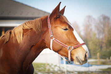 portrait of a horse © Magdalena