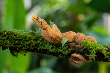 Eyelash viper